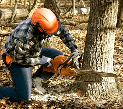Tree Removal in Cypress, TX